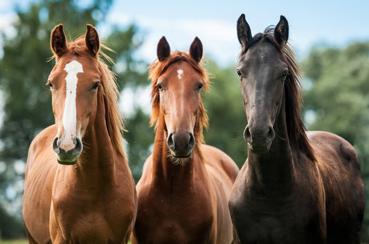 Checking Your Horse's Vital Signs