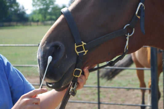 Equine Flu