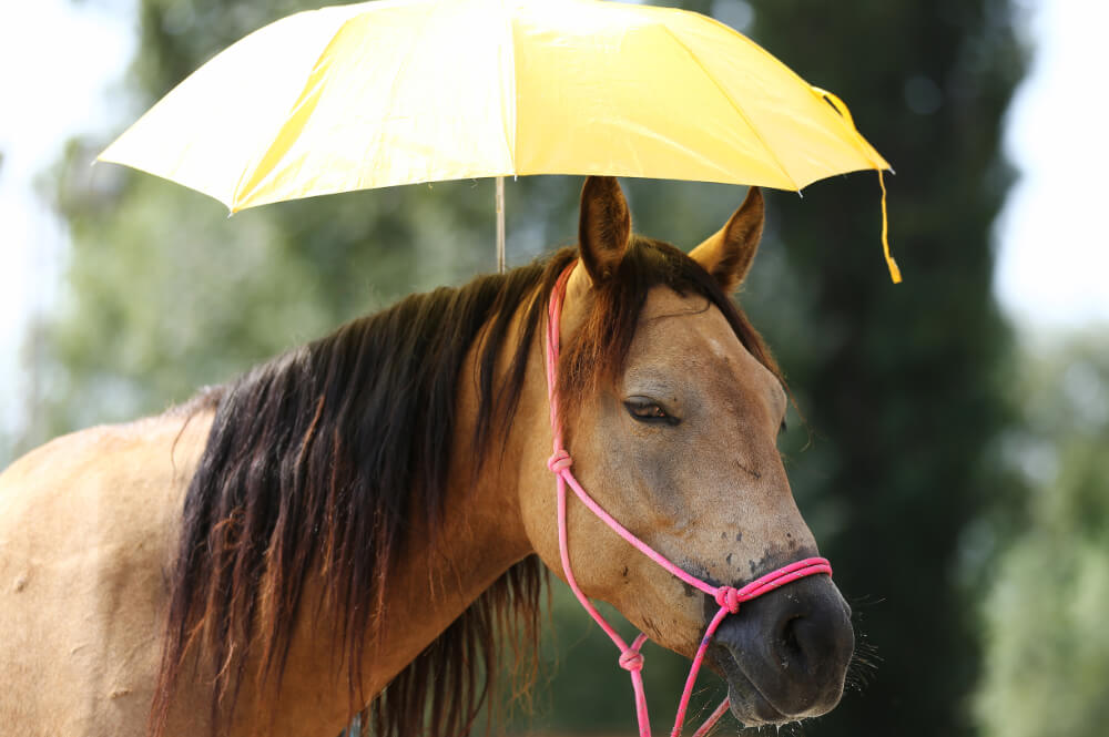 How To Protect Your Horse During The Summer Months